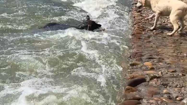 Hero Dog Saves Dog From Drowning!