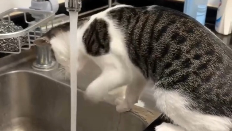 Hilarious Cat Struggles to Turn Off Tap!
