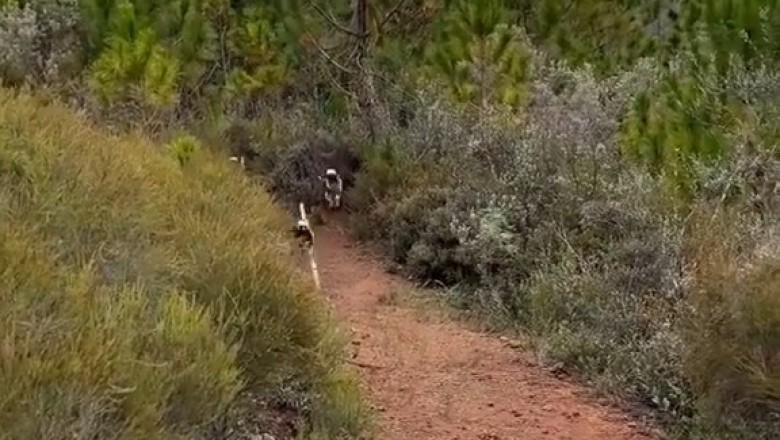 Hilarious Raccoons Steals the Show with Its Quirky Antics!