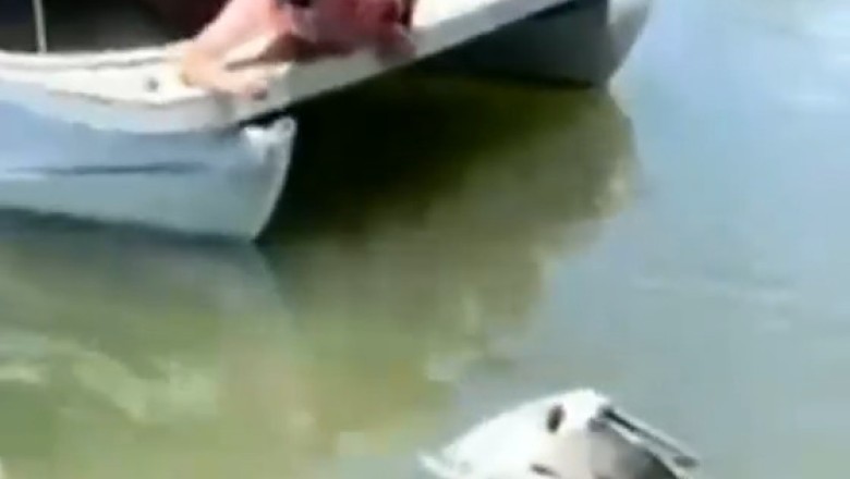 Unbelievable Video: Stork's Fish-tastic Adventure and Rescue Mission!