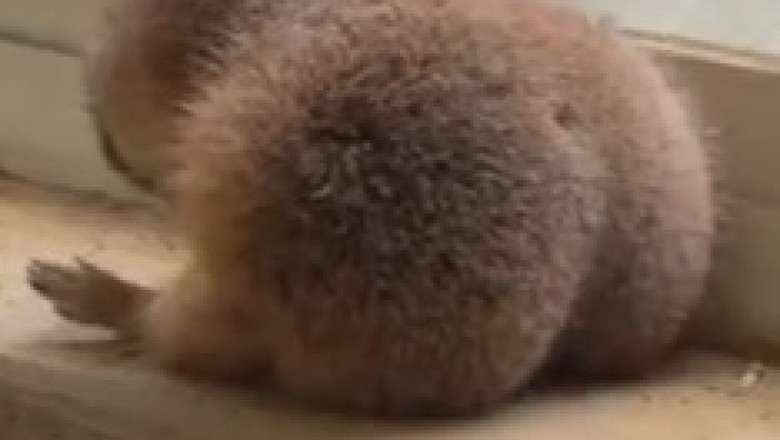 Get Ready for 'Marmot Mayhem: Unleashing the Furry Surprise!