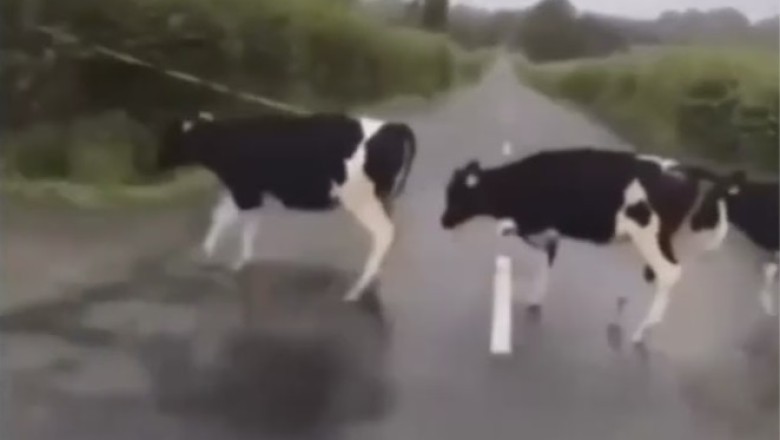 Mooving Mingle: The Naughty Cow Herd's Grazing Swap Encounter!
