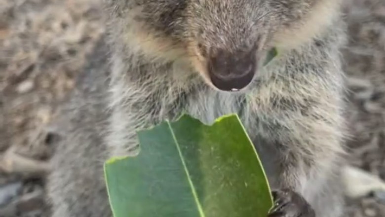 Pouch Play: Tiny Kangaroo Gets Messy with Breakfast Delight!