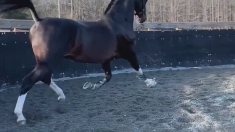 Saddle Up for 'Hidden Power Horse': A Wild Ride You Won't Forget!