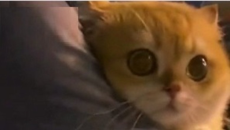 9 Hilarious Pet Videos Guaranteed to Brighten Your Day