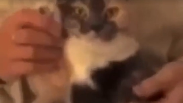 Cat-tastically Comedic: Hilarious Cat Shenanigans that'll Leave You in Stitches!