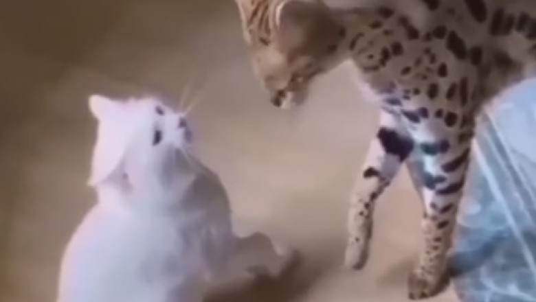 Hilarious Fail Alert: Watch This Dog Attempt a Cat-like Jump and Discover Gravity the Ruff Way!