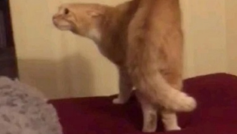 Laugh Out Loud: Gray Cat's Hilarious Antics Will Cat-apult You Into a Fit of Giggles!