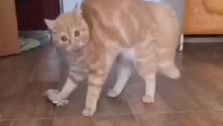 Paws-itively Hilarious: Funny Cats That Will Have You Feline Good All Day!