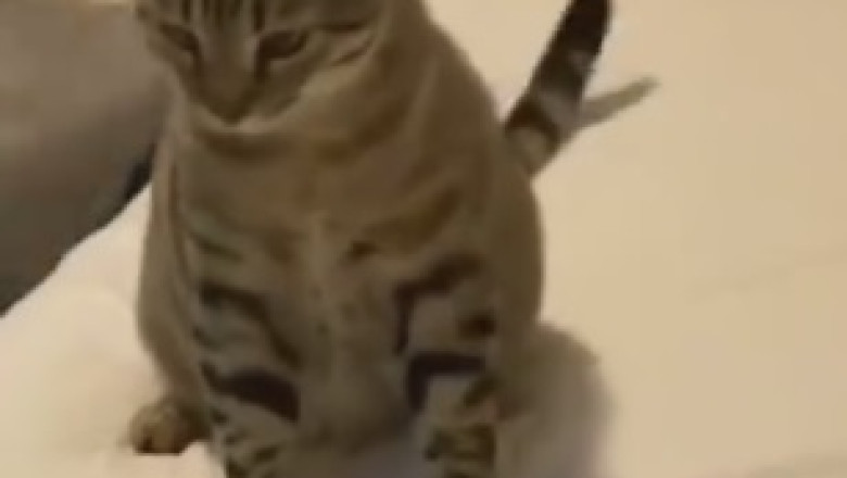 Pawsitively Hilarious Encounter: Cat's Euphoric Meeting with Mirror Image Leads to Epic Comedy!