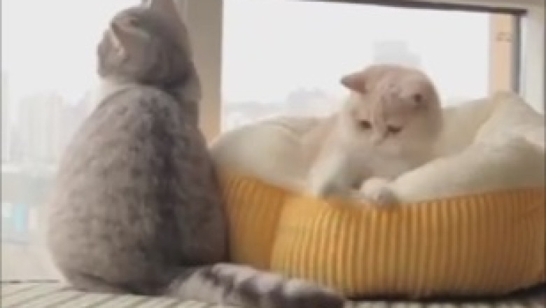 Purr-fect Hide and Seek: Watch Two Sneaky Cats Play Hide-and-Seek Inside a Children's Chair!