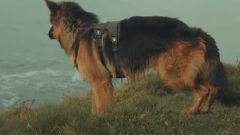 Ruff and Ready: Sheepdog Goes Undercover as Police Officer in Hilarious Super Training!