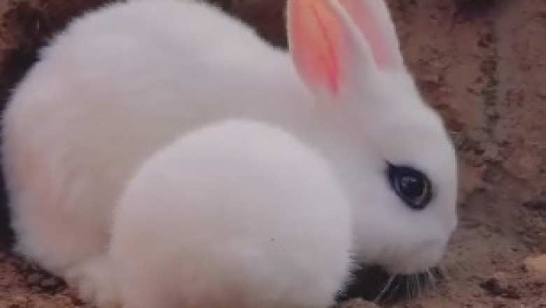 Carrot Crunch Mania: Watch This Adorable Rabbit Go Bonkers Over Carrots in the Ultimate Munch Fest!