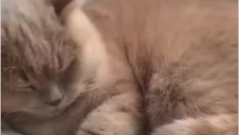 Cat Nap Chronicles: The Cutest and Funniest Moments of Sleeping Cats Caught on Camera!