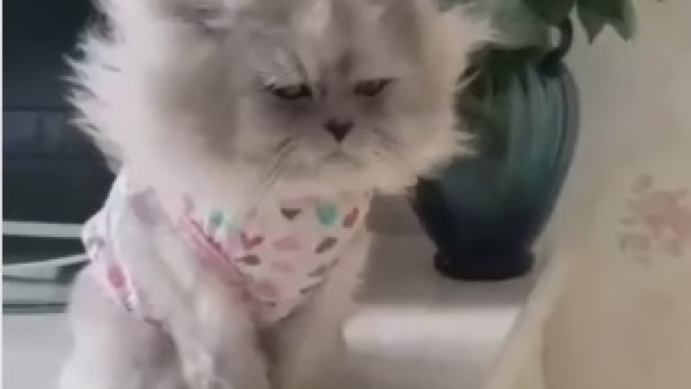 Cutest Cat Quarrel Ever! Adorable Kittens Trade 'Paw-some' Insults!