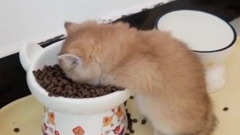 Feast your Eyes on a Hilarious Cat with an Insatiable Appetite - It's Eating Time!