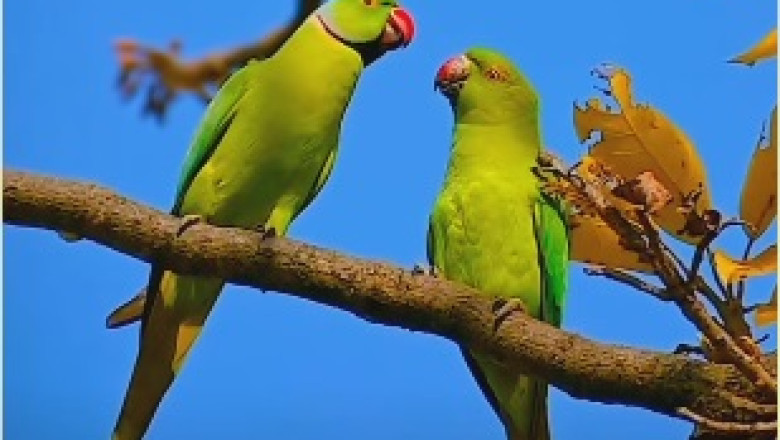 Feathered Romance! Watch the Adorable Moment a Parrot Kisses His Feathered Girlfriend!