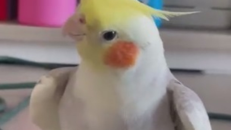 Feathered Superstar Alert! Watch This Parrot Bust a Move and Belt Out Tunes in Hilarious Dance Party!