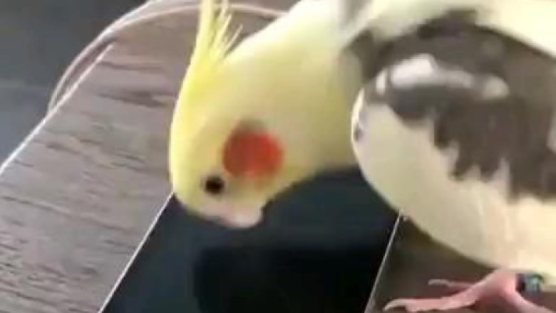 Flying Feathers or Rocket Bird? Watch This Hilarious Speedy Parrot Take Jumping to New Heights!