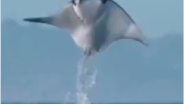 Hilarious Aquatic Antics Unfold: Watch These Fish Take a Hilarious Plunge into a Wooden Pool!