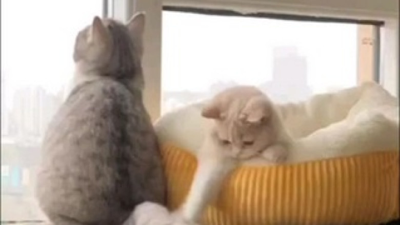 Hilarious Cat Fails at Epic String Chase: Prepare for a Purrfectly Funny Feline Adventure!