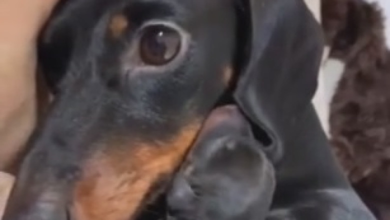 HILARIOUS Dog Pushes Tiny Pup to the Max - This Epic Showdown Will Leave You in Stitches!