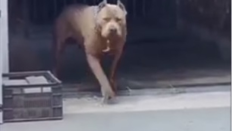 Hilarious Dog Vs. Bees: When Tiny Furry Daredevils Go Tony Stark!
