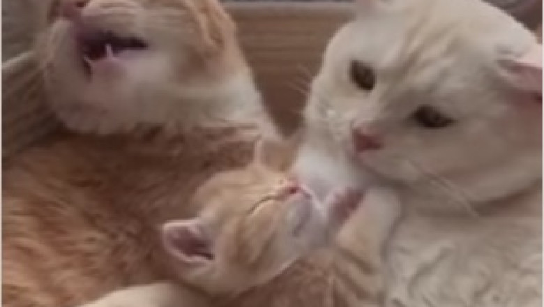 Hilarious Feline Frolic: Triple Trouble with Three Adorable Cats!