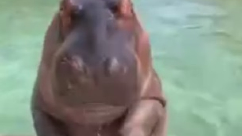Hilarious Hippopotamus Breaks into Garden Dance Party!