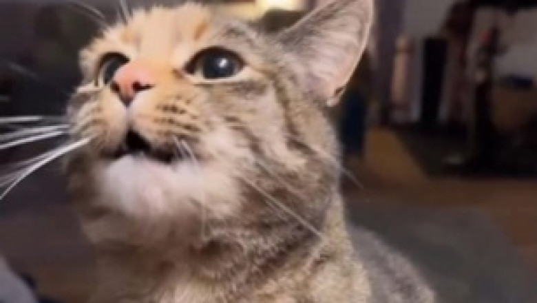 Hilarious Oriental Shorthair's Quest for Adoption will Melt Your Heart!