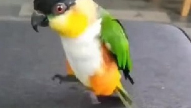 Hilarious Parrot Takes a Stroll - You Won't Believe What Happens Next!
