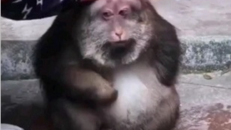 Monkeying Around: Hilarious Spaghetti Showdown Between Two Silly Simians!