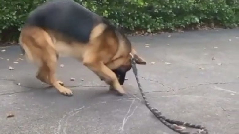Nighttime Shenanigans: Hilarious Dog Takes on the Dark with Unpredictable Antics!