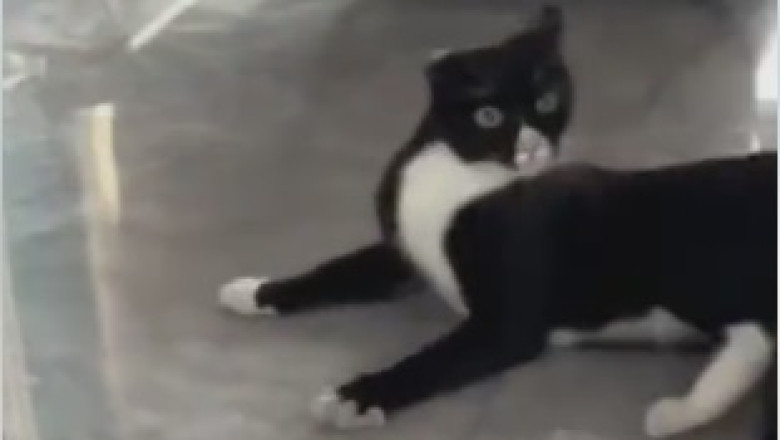 Purr-fectly Hilarious: Watch This Cat Become the Ultimate Sidekick for a Housewife!