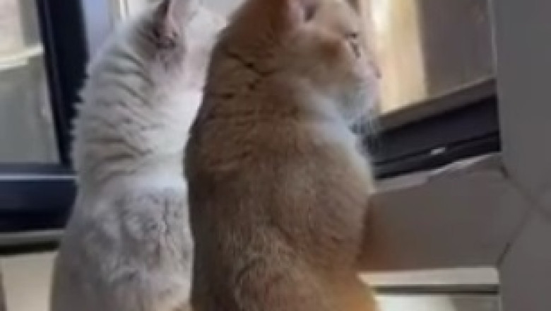 Purrrfectly Mannered Felines: Watch How This Hilarious Gang of Polite Cats Will Leave You in Stitches!