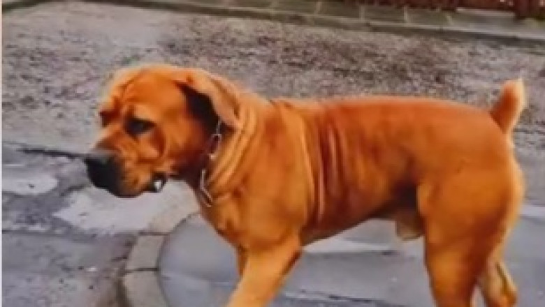Supermarket Shenanigans: Dog Secretly Masters Art of Shopping!
