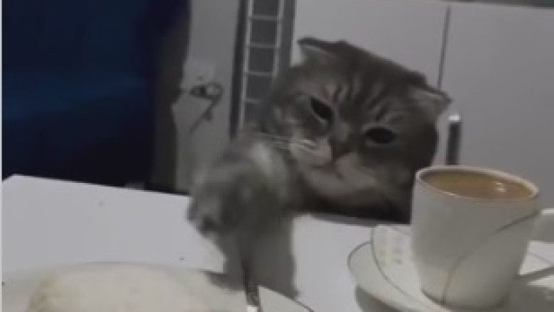 Take a Break and Meow Out Loud: Cat Hilariously Turns a Laptop into the Purrfect Bed!