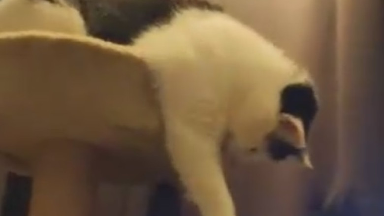 This Hilarious High-Ranking Cat Takes Charge! Watch the Pawesome Adventures of the Feline Boss!