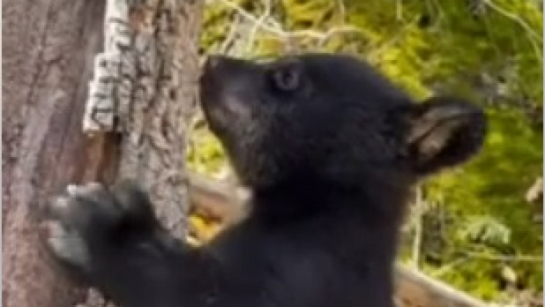 Un-BEAR-lievably Hilarious: Watch as a Fearless Little Bear Takes Tree Climbing to New Heights!
