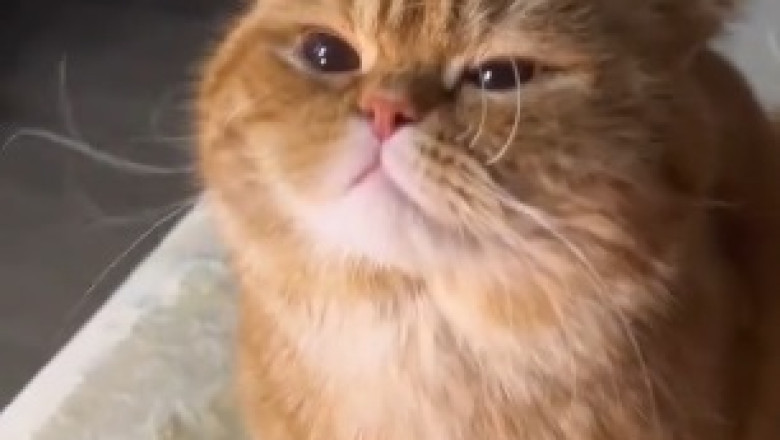 Adorable Cat's Hilarious Battle for Bedtime Bliss Will Make Your Day!