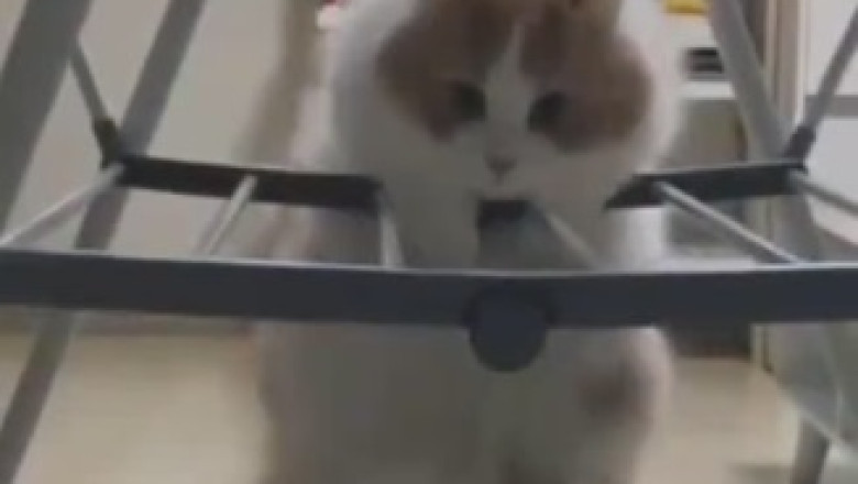 Adorably Hilarious: This Funny Video of a Lovely Cat Will Melt Your Heart and Tickle Your Funny Bone!