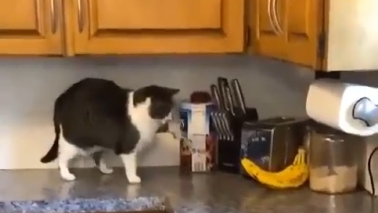 Ceiling Cat's Epic Leap of Faith: This Hilarious Video Will Leave You in Awe!
