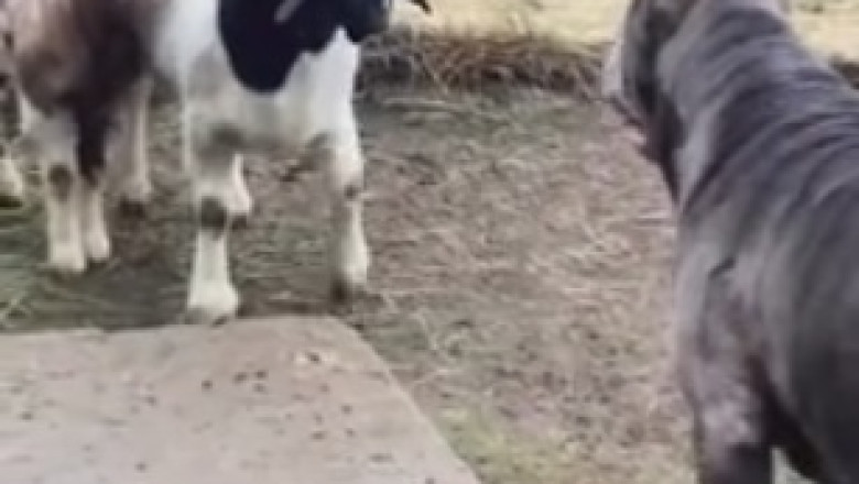 Cuteness Overload: Watch These Adorable Dogs Turn a House into Their Play Haven!