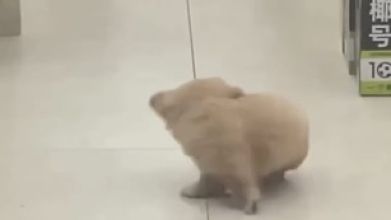 Dog to the Rescue! Watch the Hilarious Moment a Big Pooch Saves a Tiny Dog from a Door Dilemma!