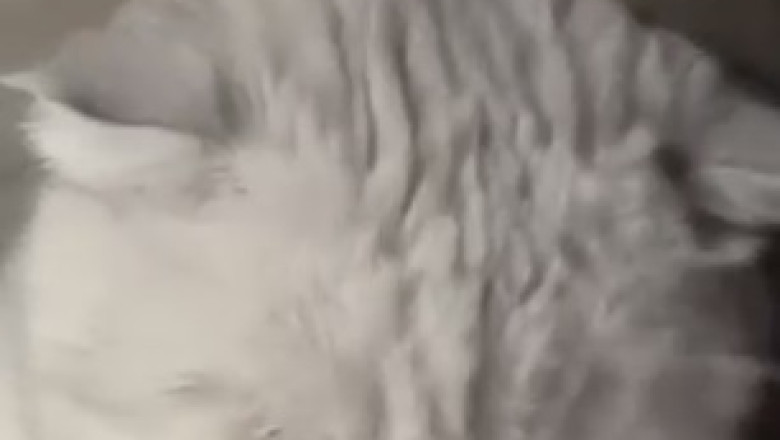 Feline Funnies Extravaganza: These Hilarious Cats Will Paw-sitively Melt Your Heart!