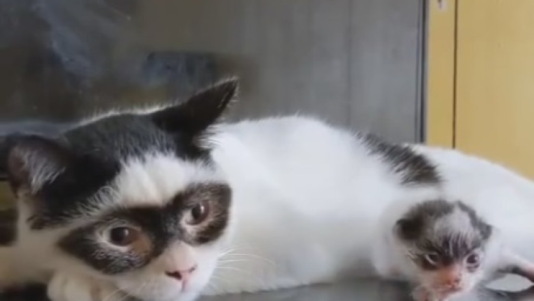 Gravity-Defying Cat: Watch in Amusement as This Fearless Feline Takes an Unexpected Dive from the Table!