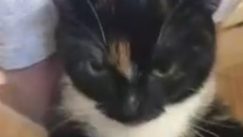 Hilarious Cat Becomes a Certified Leg Massage Therapist - Watch the Purrfect Session Unfold!
