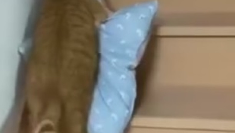 Hilarious Cat Bounces Off the Sofa with the Grace of a Trampoline! You Won't Believe Your Eyes!