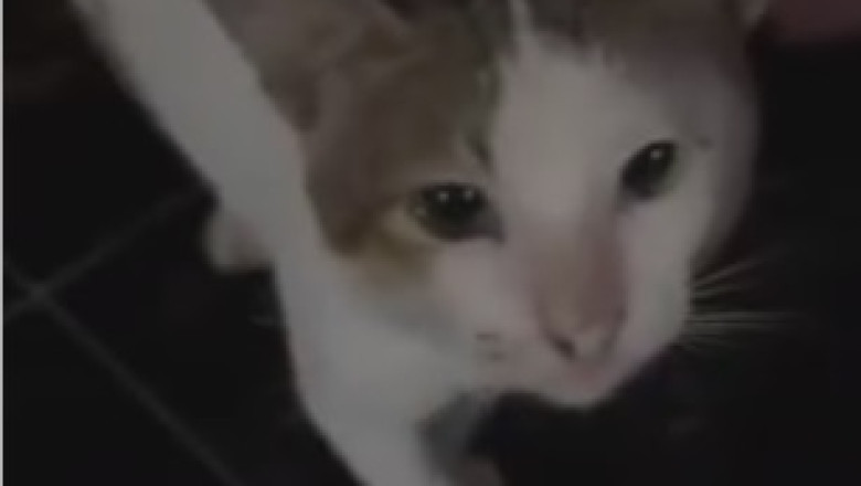 Hilarious Cat Demands Answers, Leaves Humans Speechless!