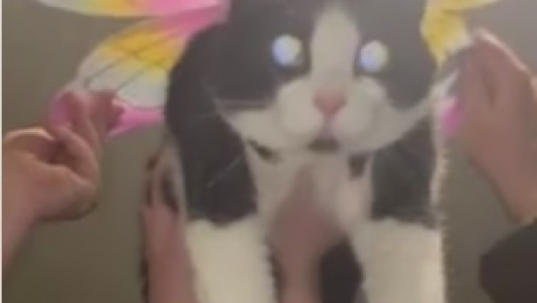 Hilarious Cat Discovers Dark Room and Hilarity Ensues! You Won't Believe What Happens Next!
